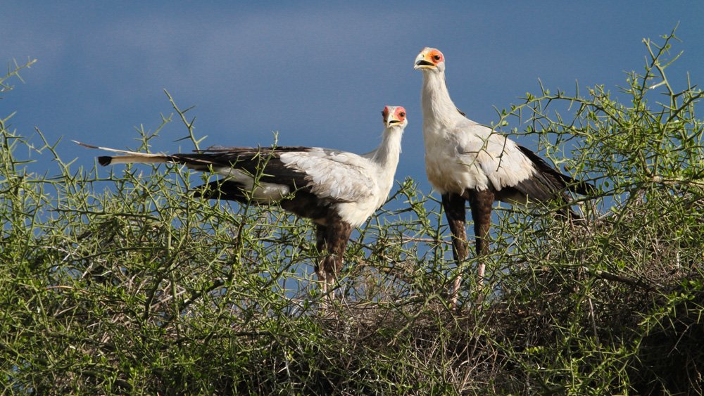 wildlifebirds